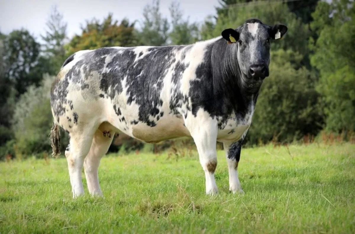 Mables Incalf Heifer Sale - Image 2