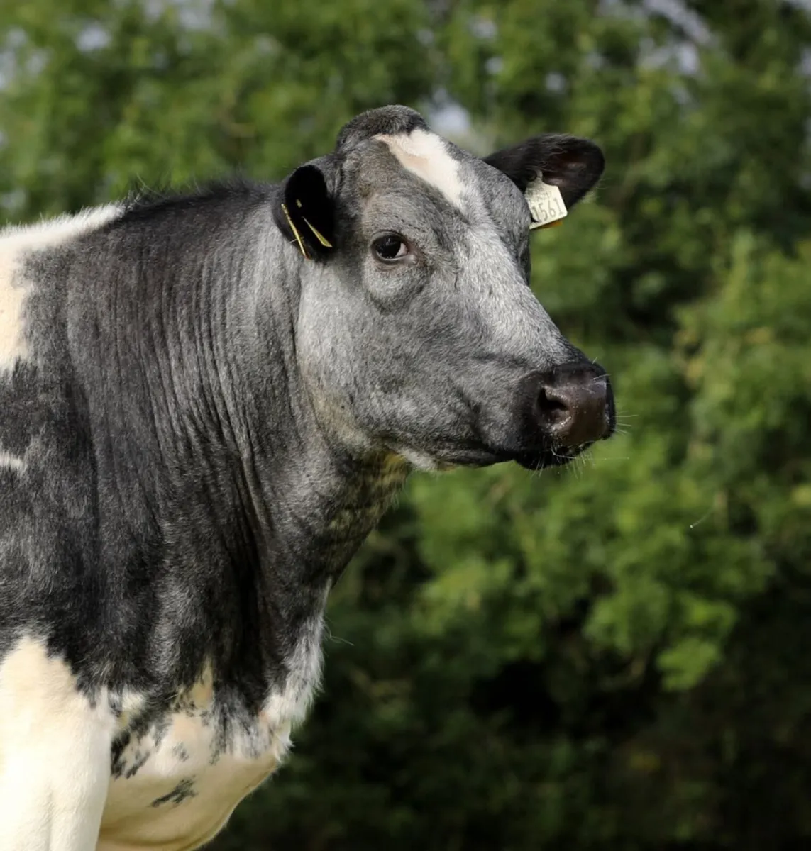 Mables Incalf Heifer Sale - Image 3