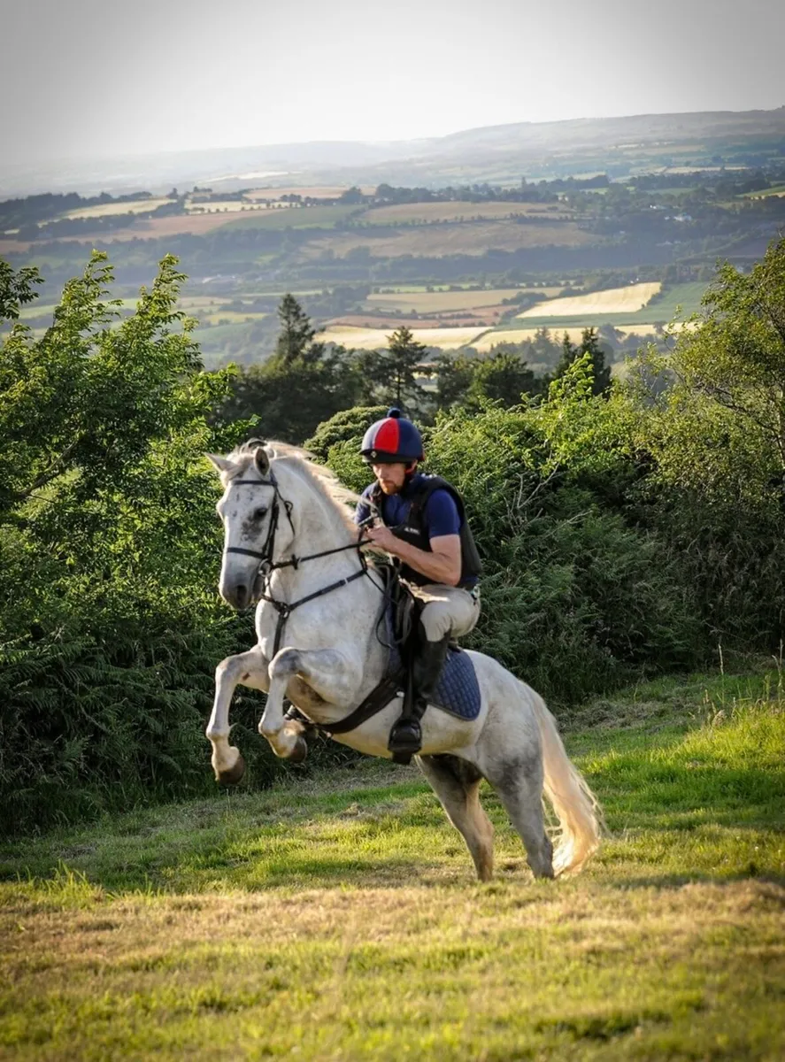 Connemara gelding 🌟🌟 - Image 4