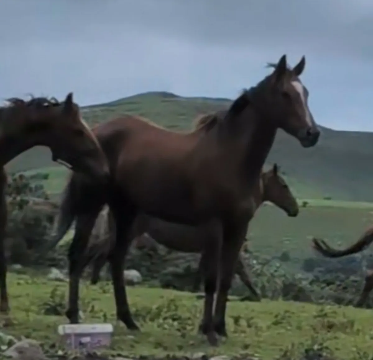 In foal mare - Image 1