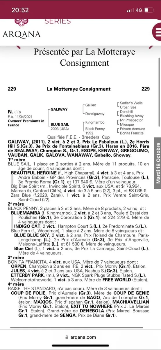 In foal mare - Image 3