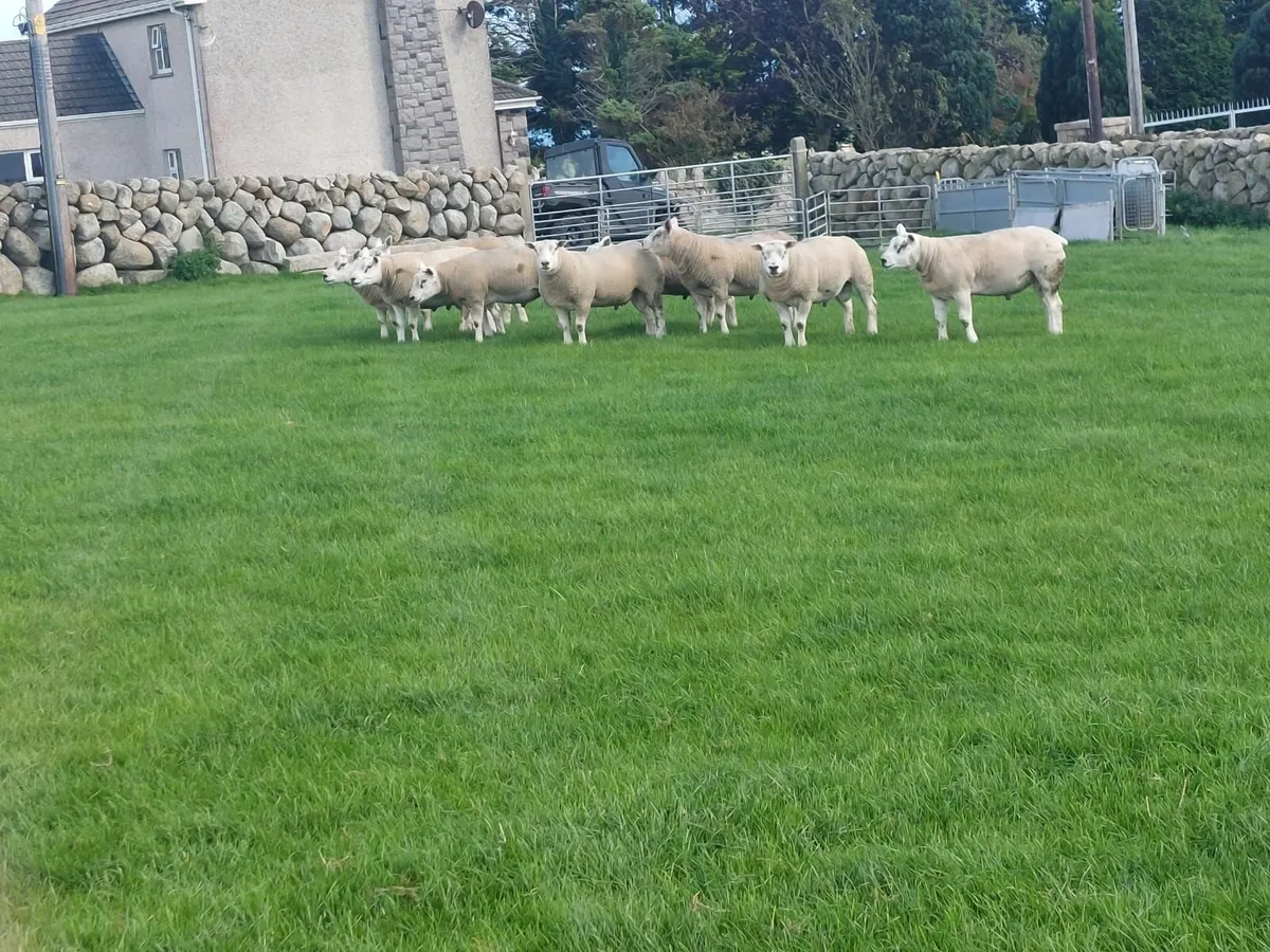 Texel and Chartex Shearling rams for sale - Image 2