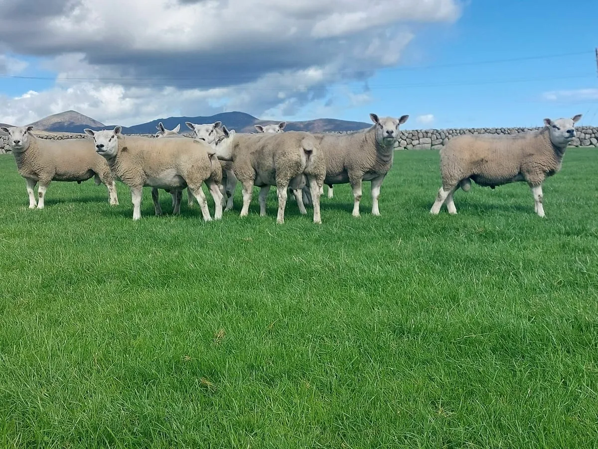 Texel and Chartex Shearling rams for sale - Image 1