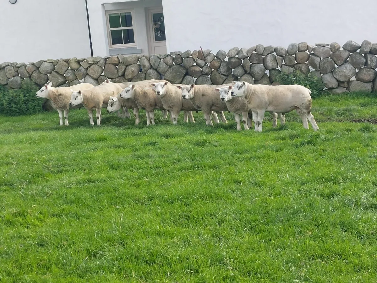 Texel and Chartex Shearling rams for sale - Image 3