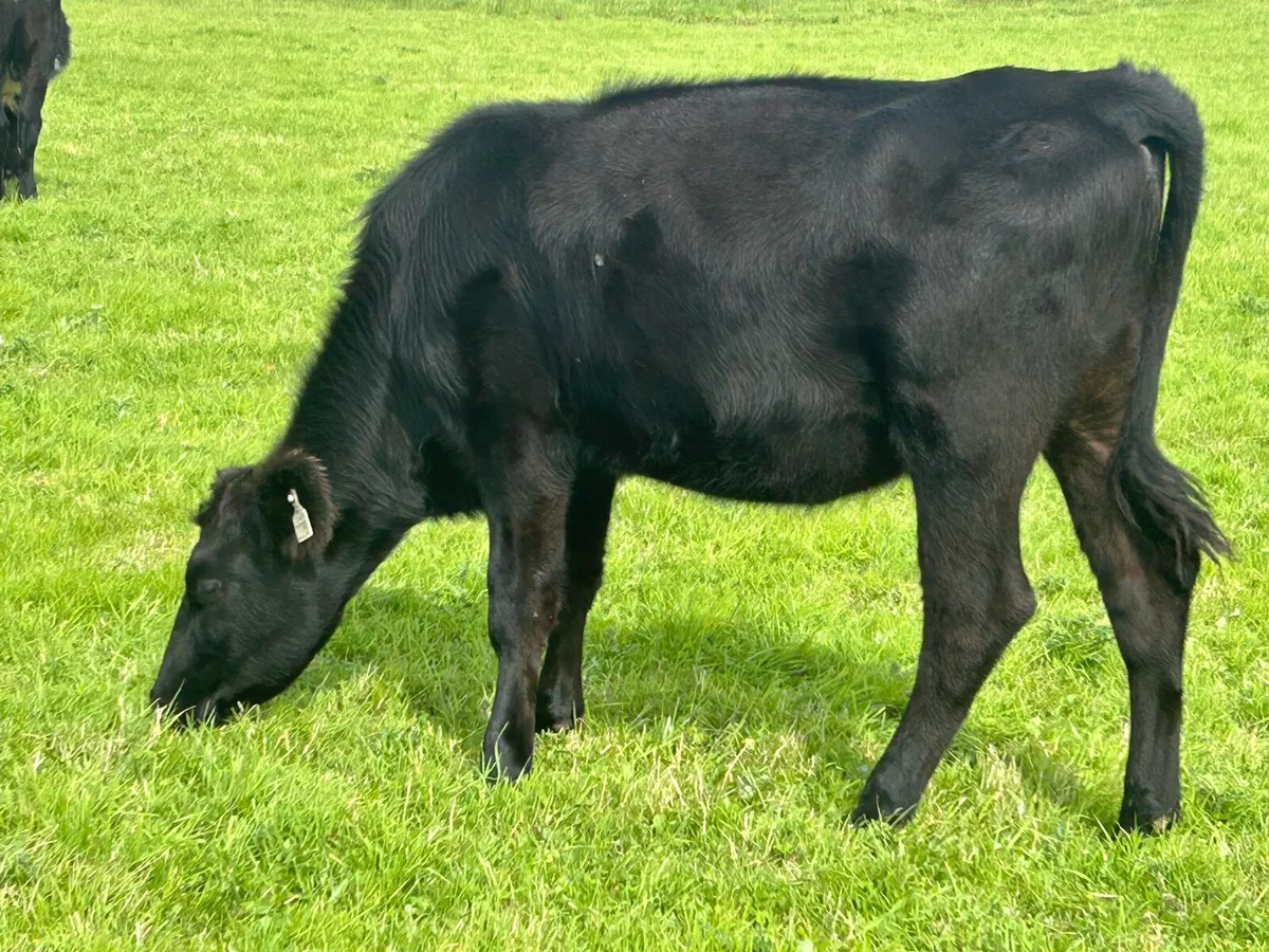 Yearlings (€1050) - Image 2