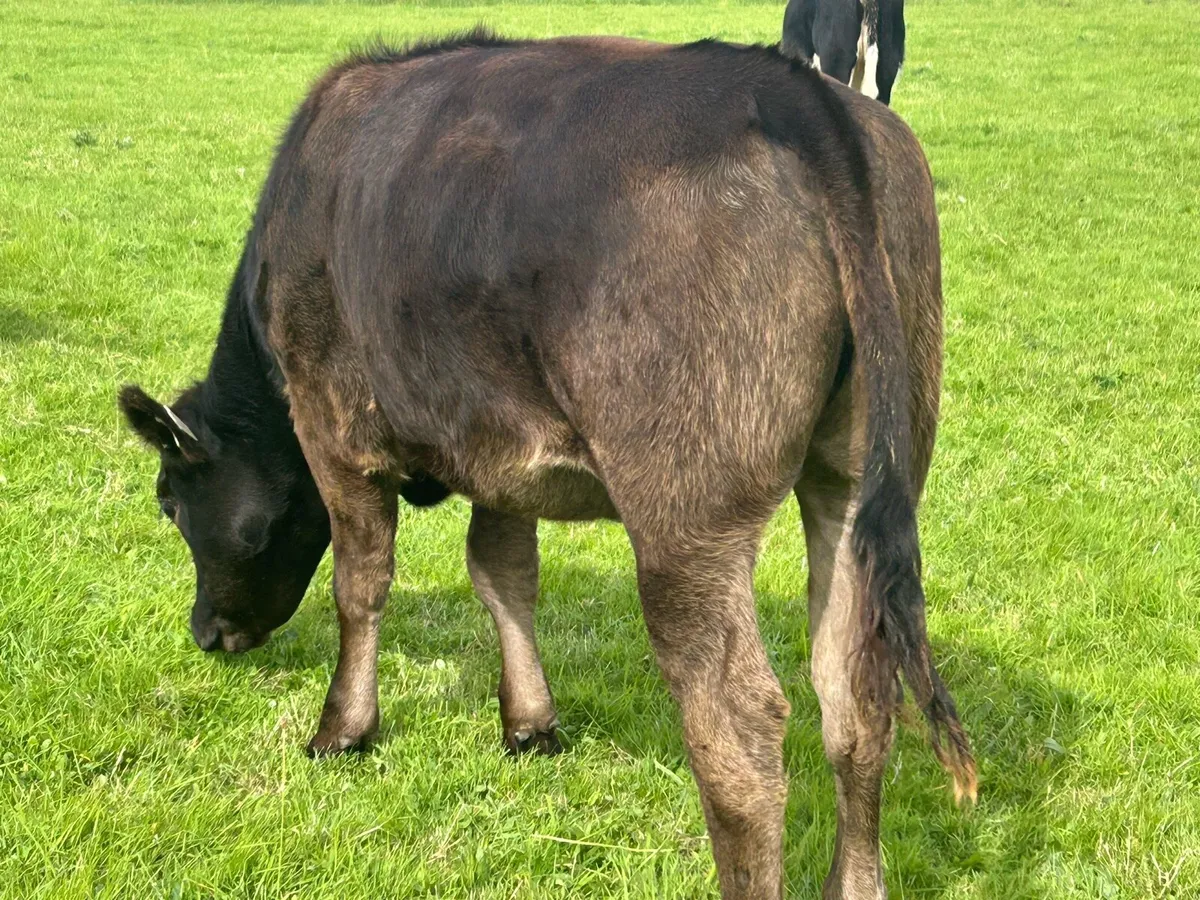 Yearlings (€1050) - Image 1