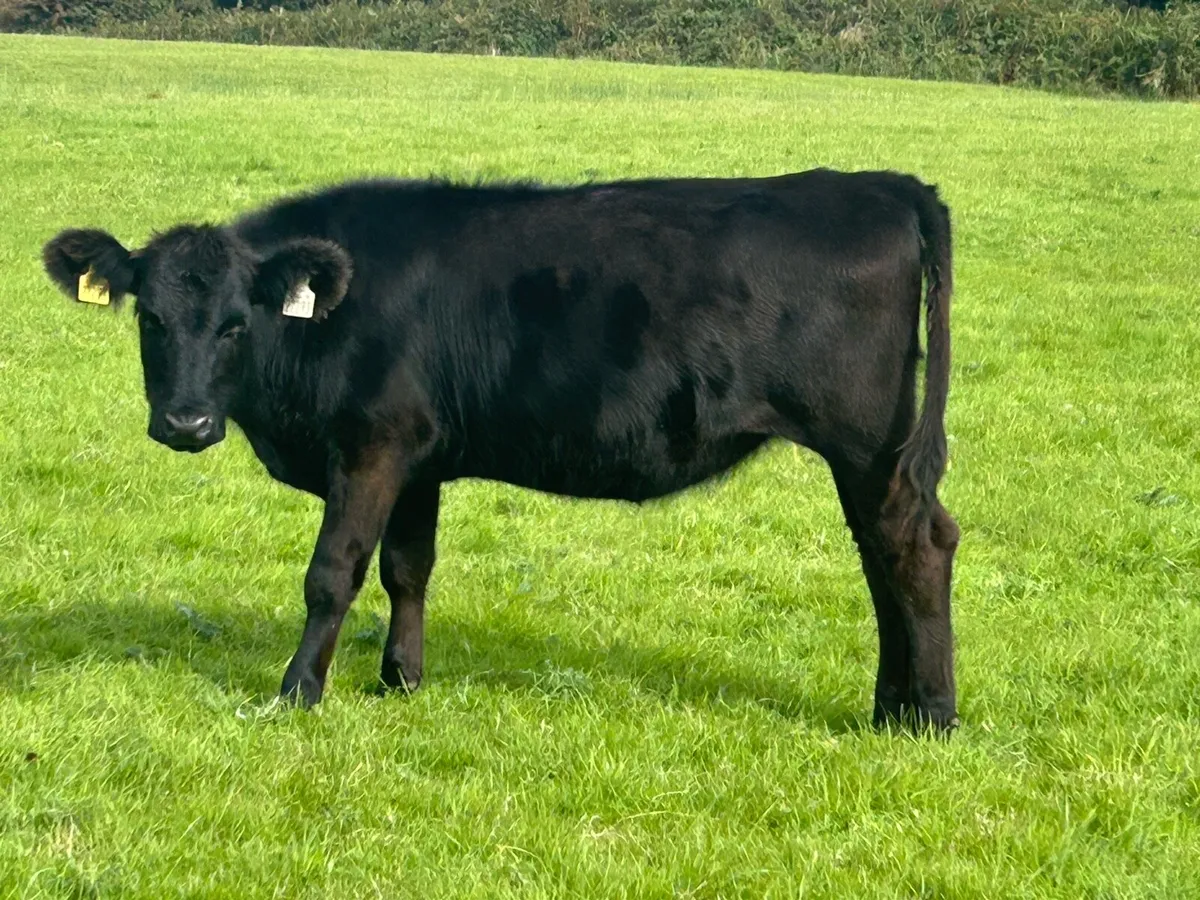 Yearlings (€1050) - Image 4