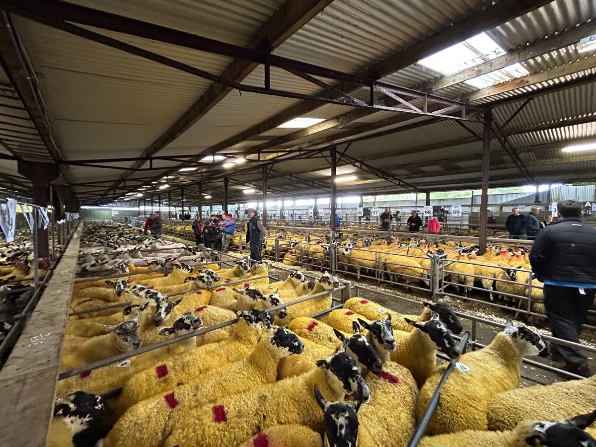 Mule Lanark Sale - Tuam Mart Fri 12th - Image 1