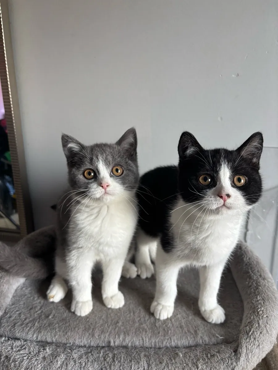 2 British shorthair kittens(boy& girl) - Image 1