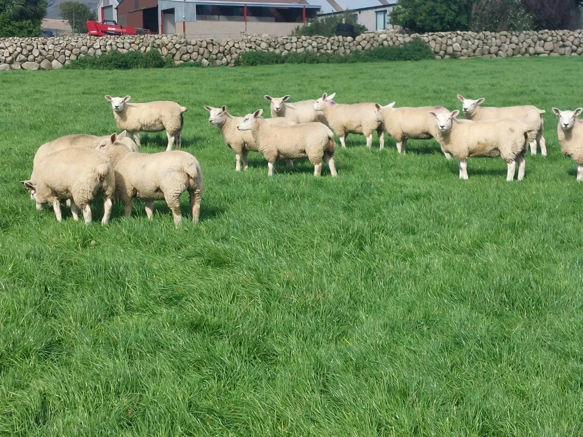 Pedigree texel and chartex ewe lambs - Image 1