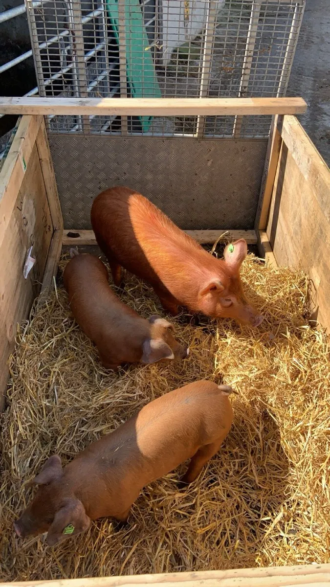 Free Range Pork and Bacon - Image 1
