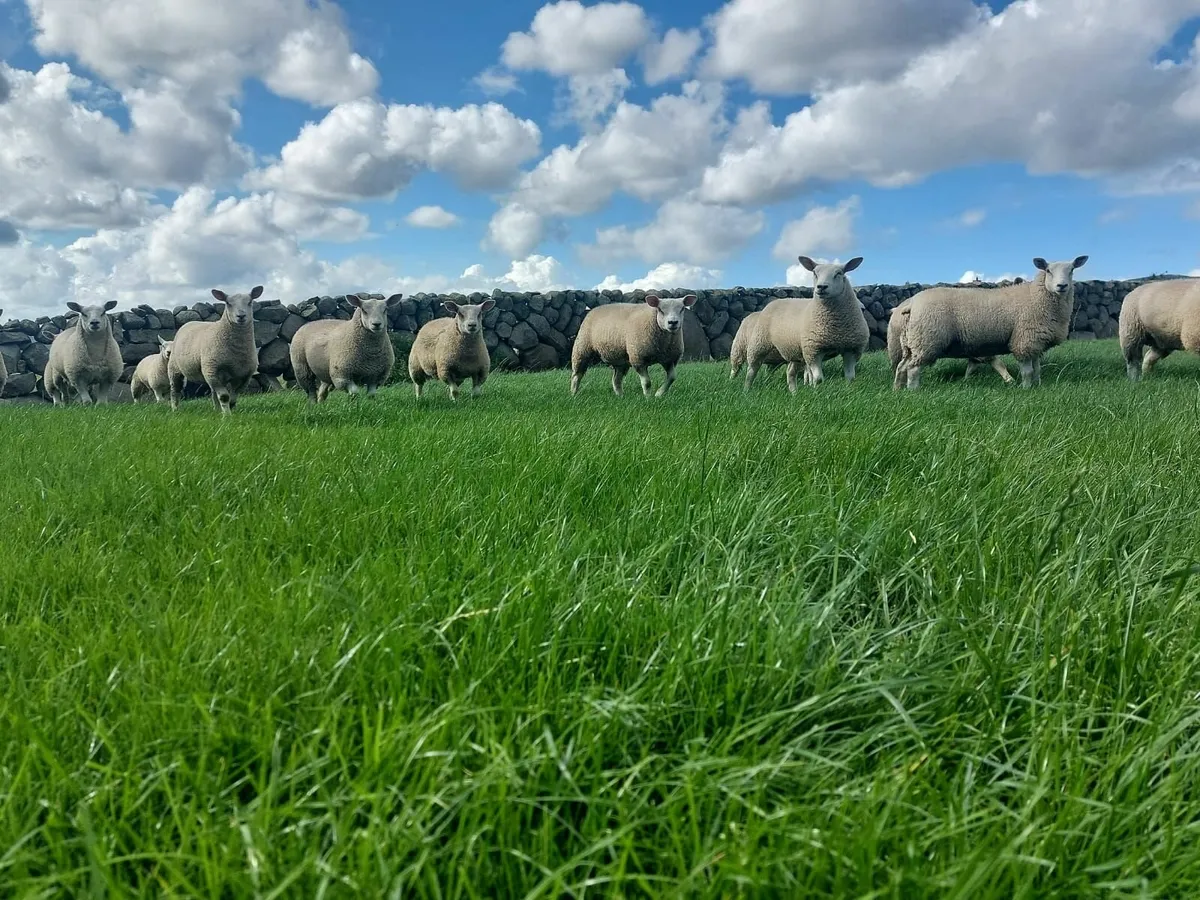 Pedigree texel and chartex ewe lambs - Image 3