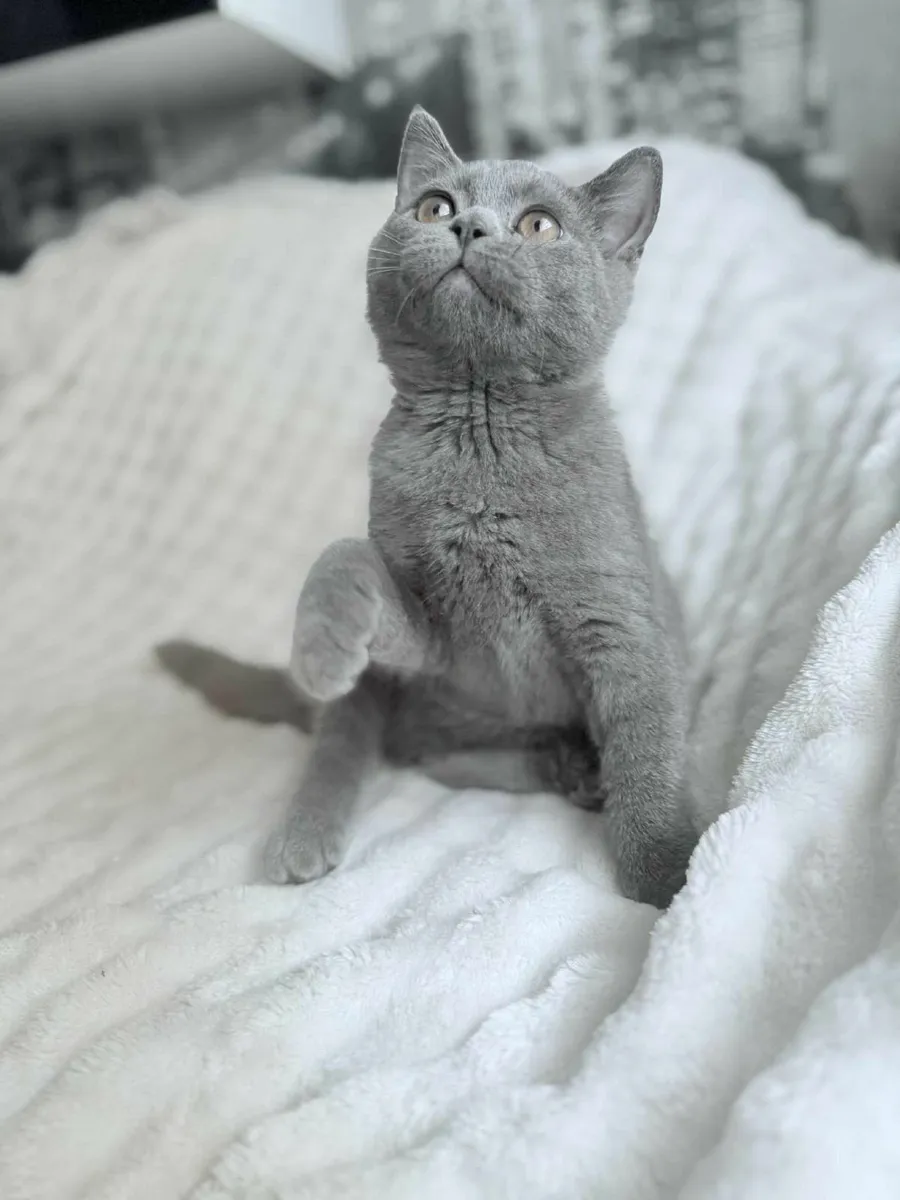 British shorthair kittens - Image 3