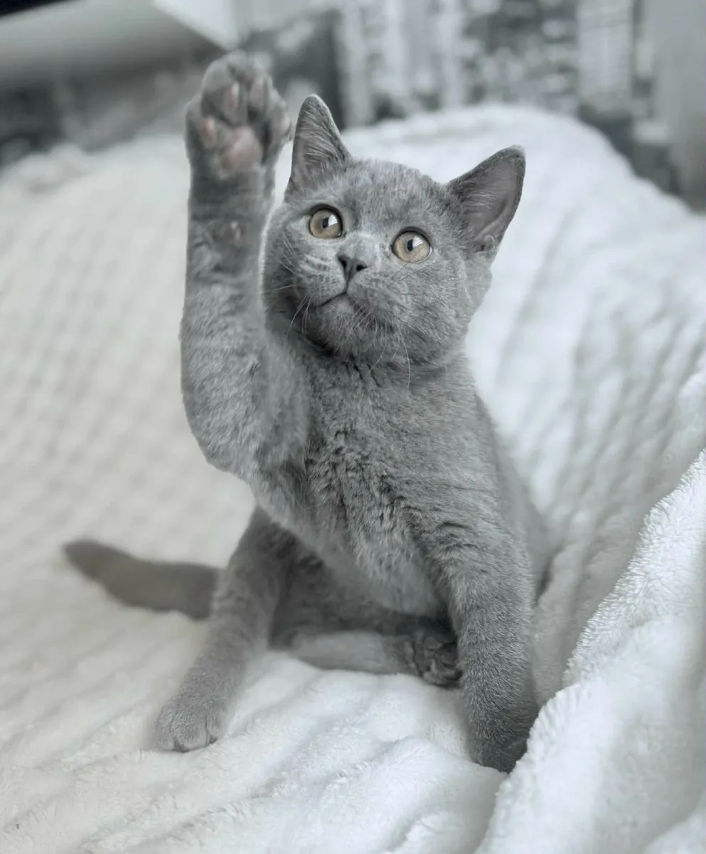 British shorthair kittens - Image 1