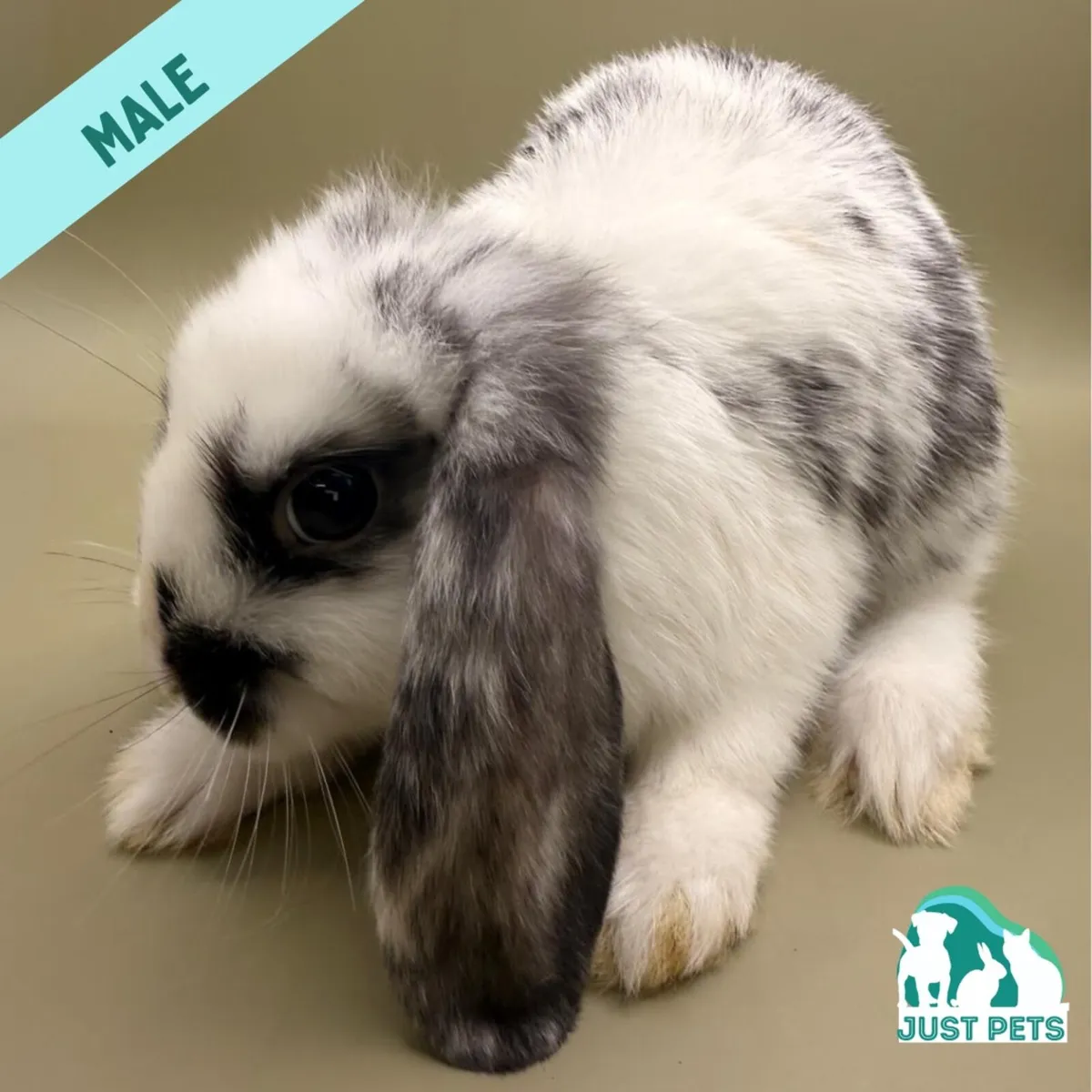 Pedigree Mini Lop Bunnies - Image 3