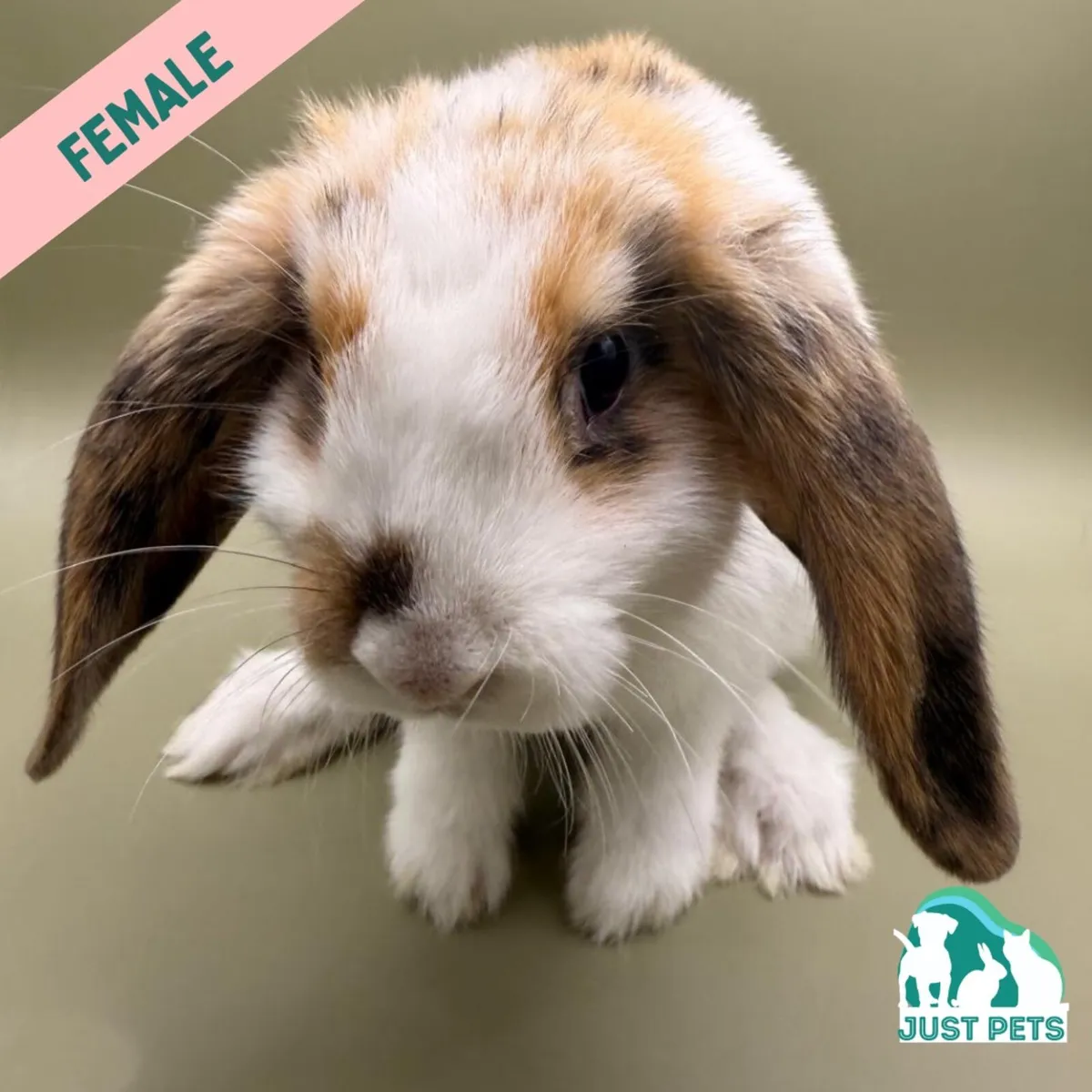 Pedigree Mini Lop Bunnies - Image 4