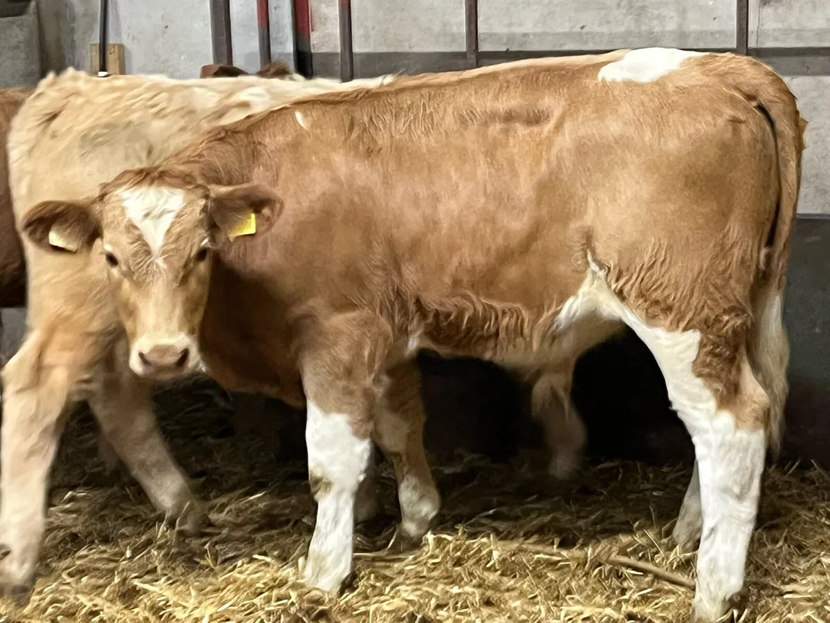 Super Golden Charolais Bull Weanlings - Image 3
