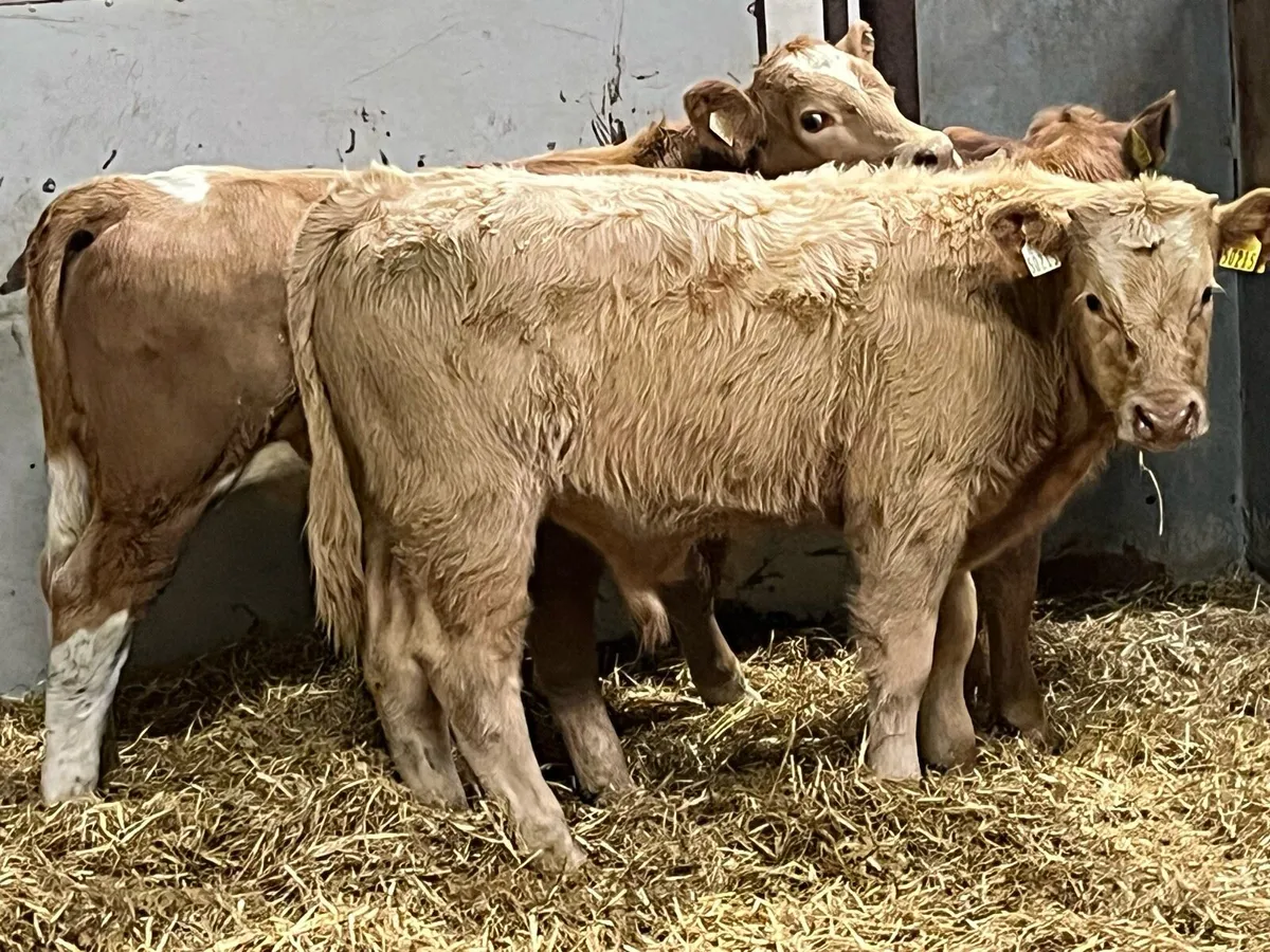 Super Golden Charolais Bull Weanlings - Image 4