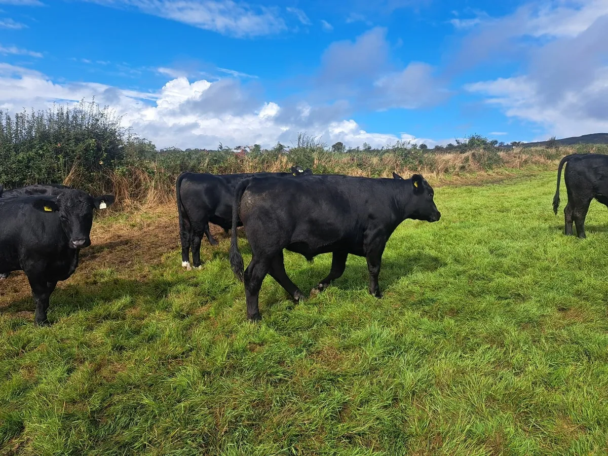 AA bullocks - Image 1