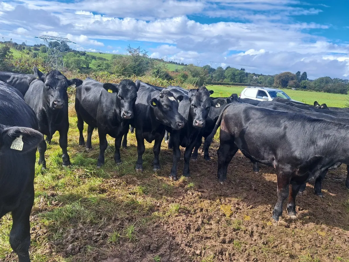 AA bullocks - Image 2