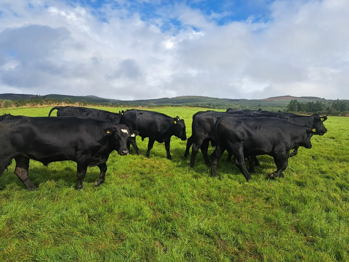 AA bullocks - Image 3