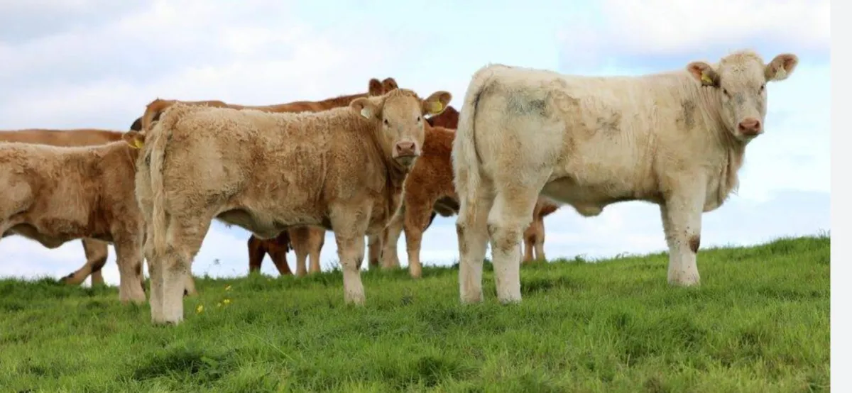 Heifer Weanlings 2025 - Image 1