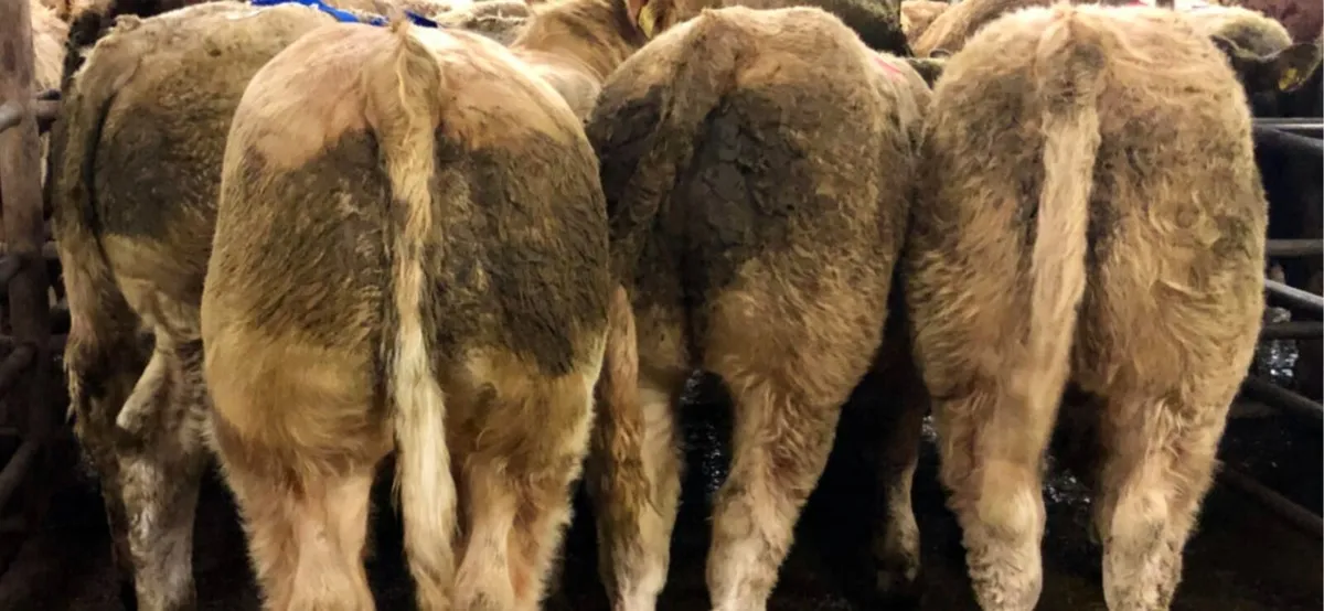 Heifer Weanlings 2025 - Image 2