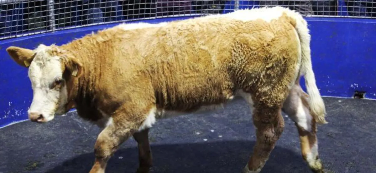 Heifer Weanlings 2025 - Image 3