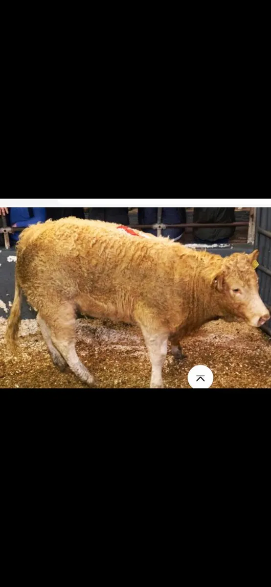 Heifer Weanlings 2025 - Image 4