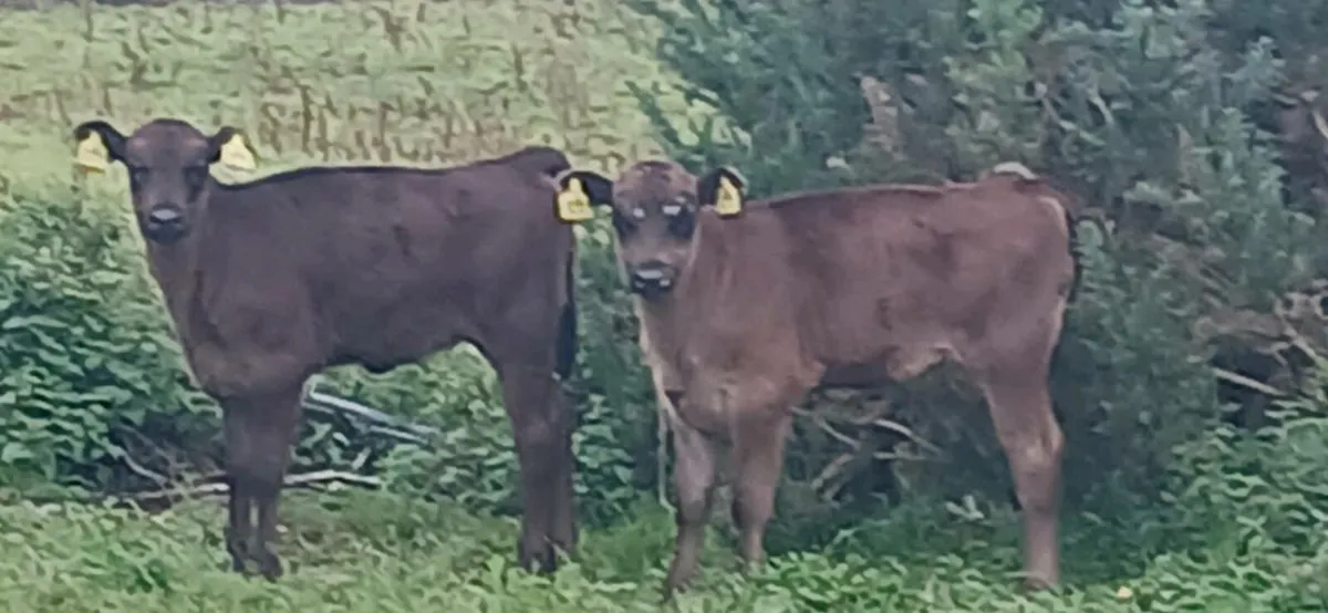 4 Organic Angus Suck Calves Athenry Thurs 11/08