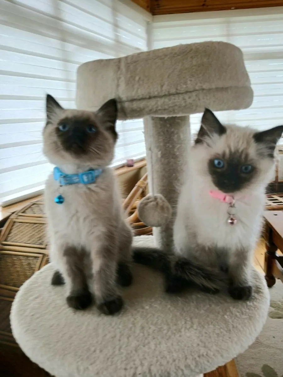 Ragdoll kitten - Image 1