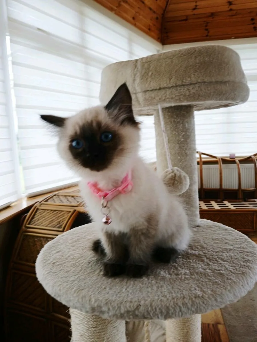 Ragdoll kitten - Image 2