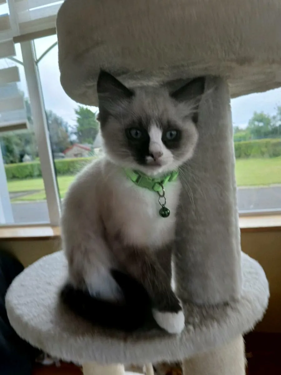 Ragdoll kitten - Image 3