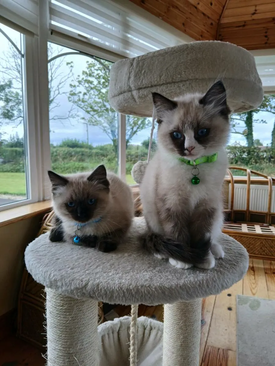 Ragdoll kitten - Image 4