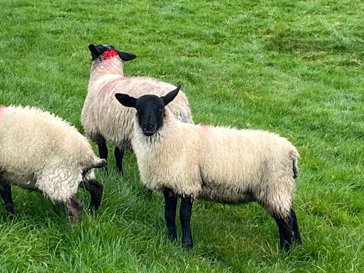 Suffolk Ewe lambs - Image 2