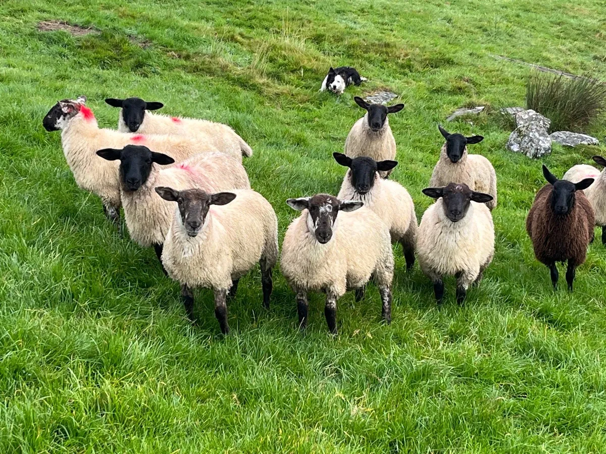 Suffolk Ewe lambs - Image 3
