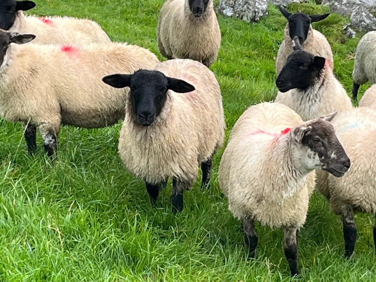 Suffolk Ewe lambs - Image 4