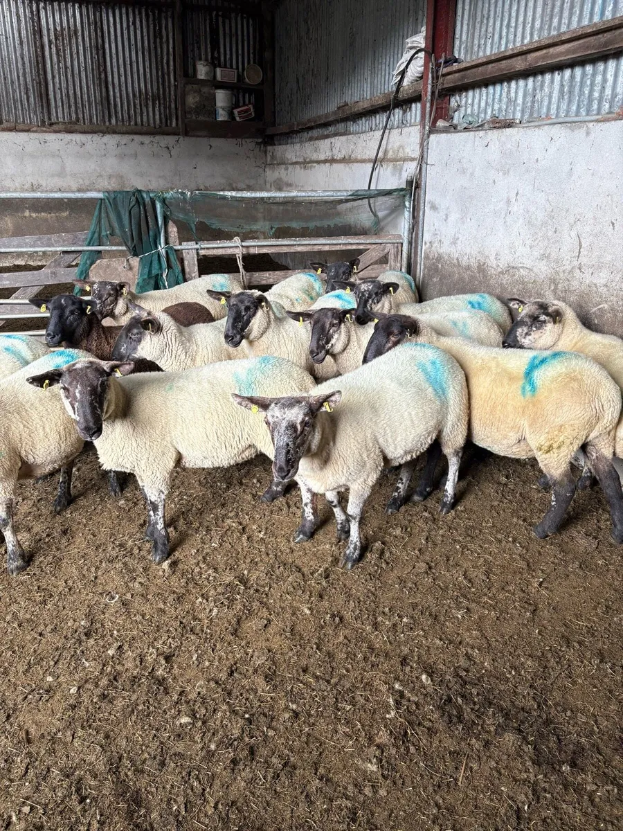 Hogget ewes - Image 2