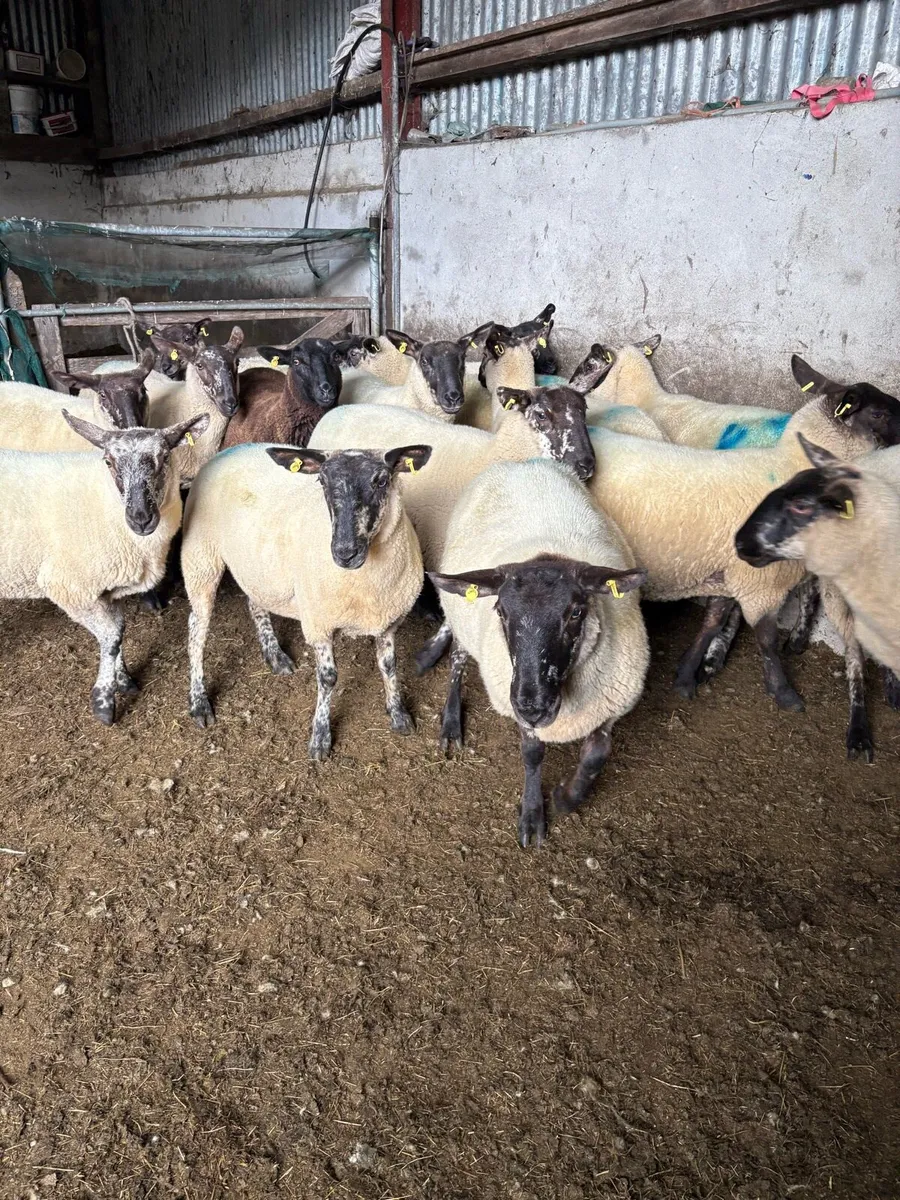 Hogget ewes - Image 3