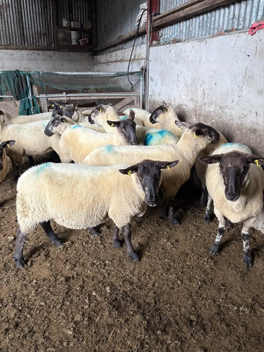 Hogget ewes - Image 4