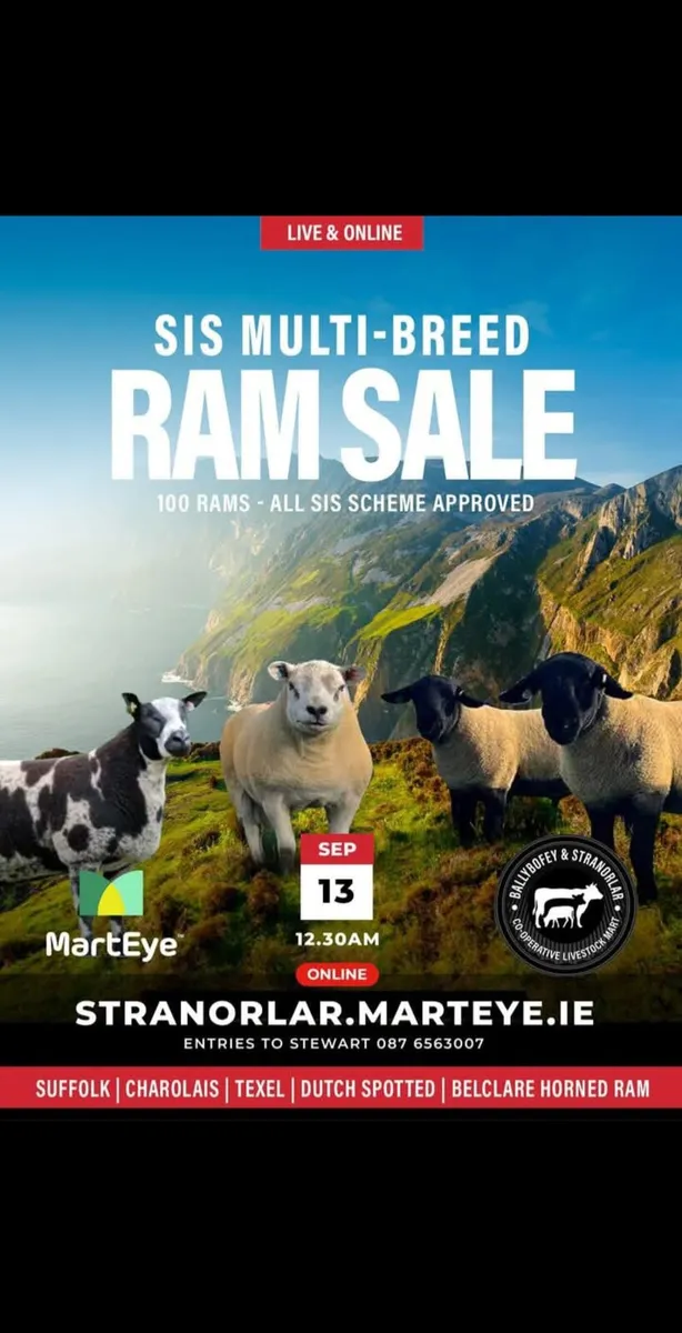 SIS RAM SALE STRANORLAR LIVESTOCK MART - Image 1