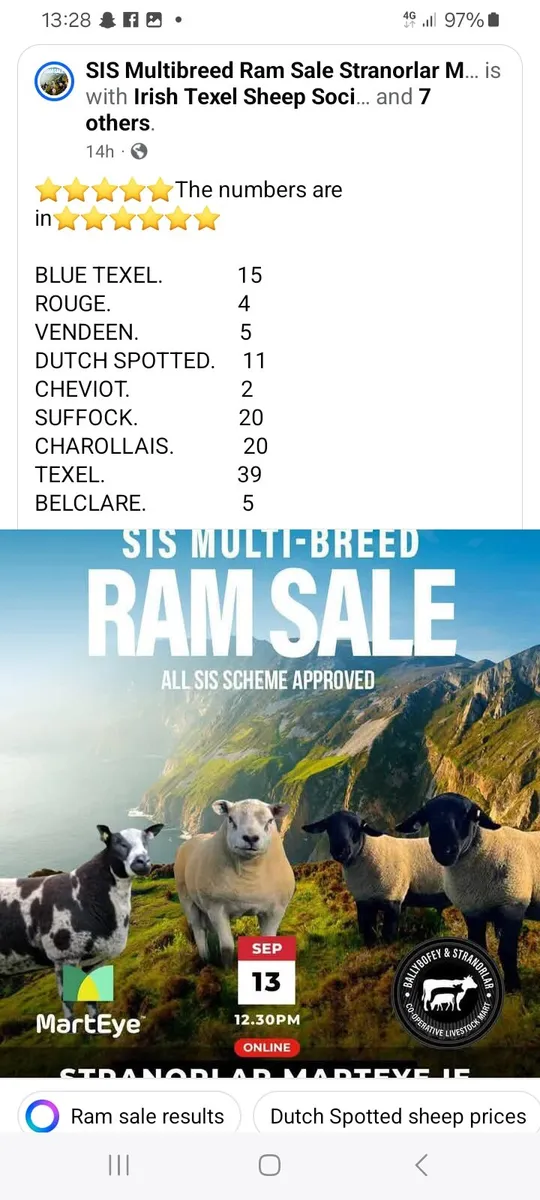 SIS RAM SALE STRANORLAR LIVESTOCK MART - Image 2