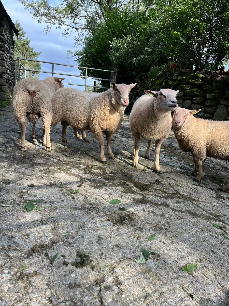 SIS charollais Ram Lambs - Image 2