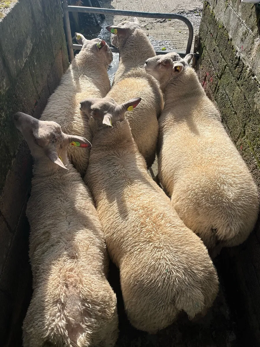 SIS charollais Ram Lambs - Image 3