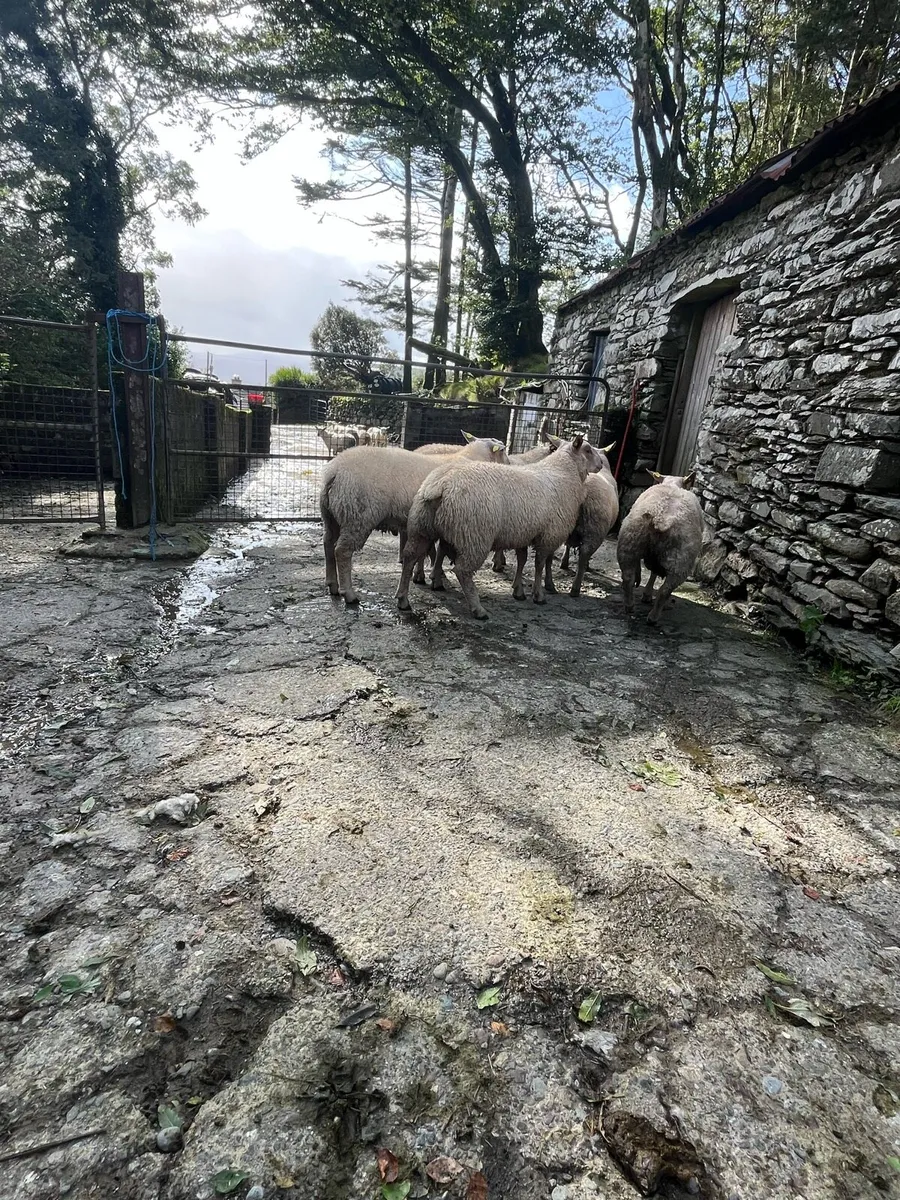 SIS charollais Ram Lambs - Image 4