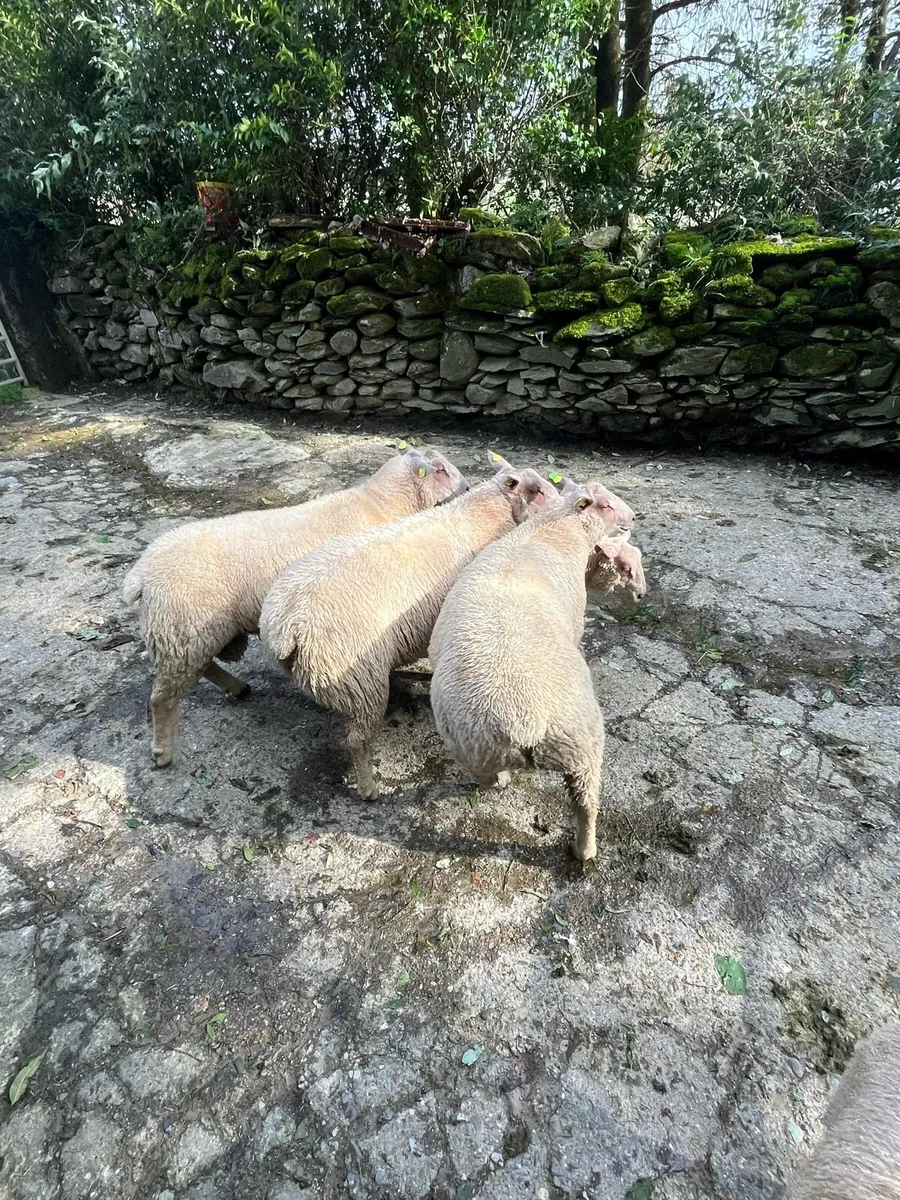 SIS charollais Ram Lambs - Image 1