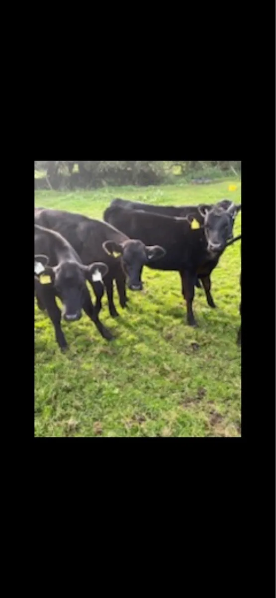 8 AA weanling heifers - Image 2