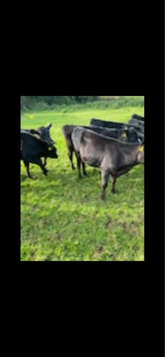 8 AA weanling heifers - Image 4