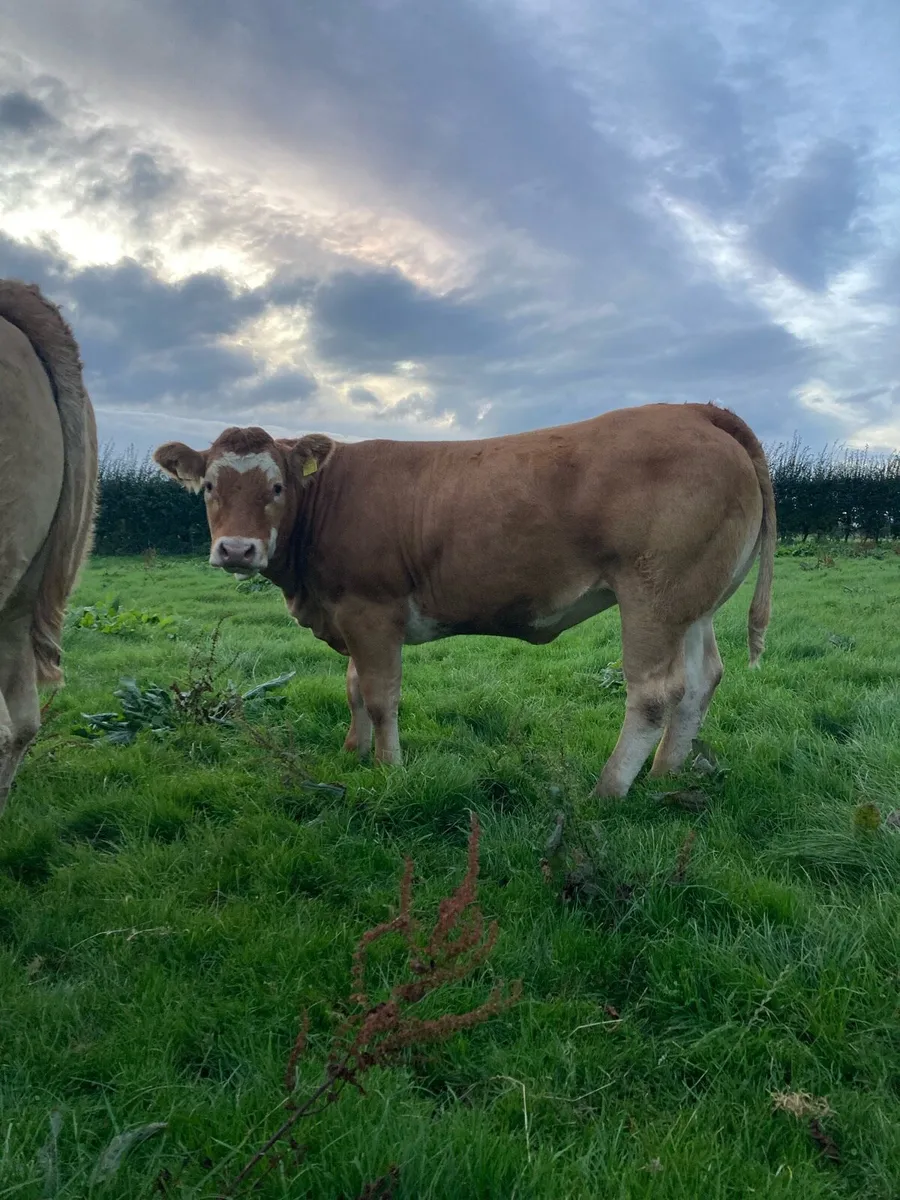 Heifers - Image 1