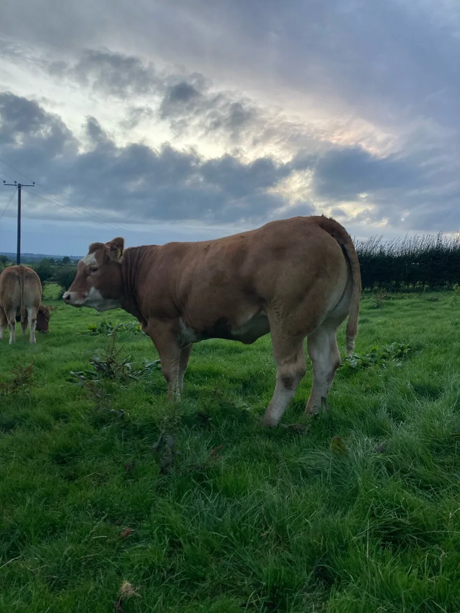 Heifers - Image 2
